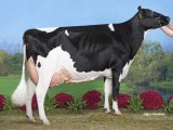 Res. Kamp Oud: Giessen Precilla 4, V. Goldwyn, Mts R+H Huitema Gauw